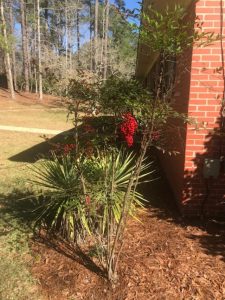 Nandina Berry Bush