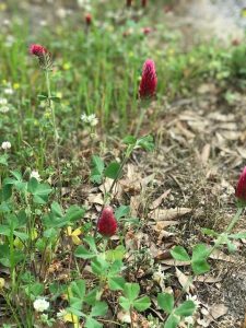 crimsonclover